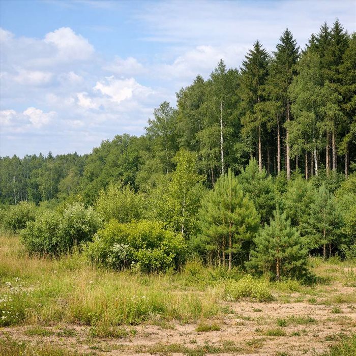 Succession écologique en forêt : comprendre son fonctionnement